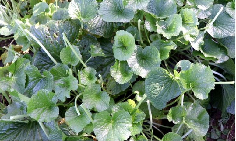 野外采集点全解析，如何高效锁定珍稀资源，告别盲目跑图？