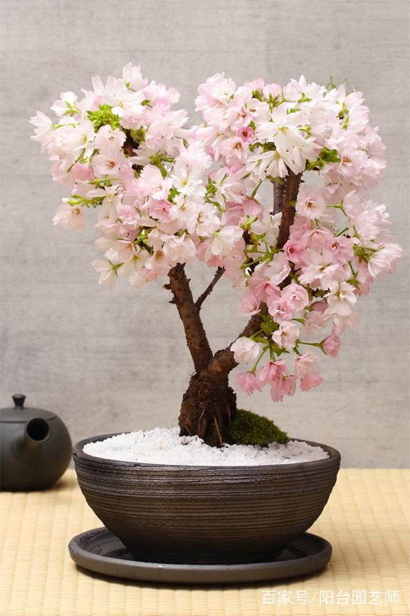樱花树种植失败后如何补救？资深玩家揭秘枯木逢春的3个核心操作