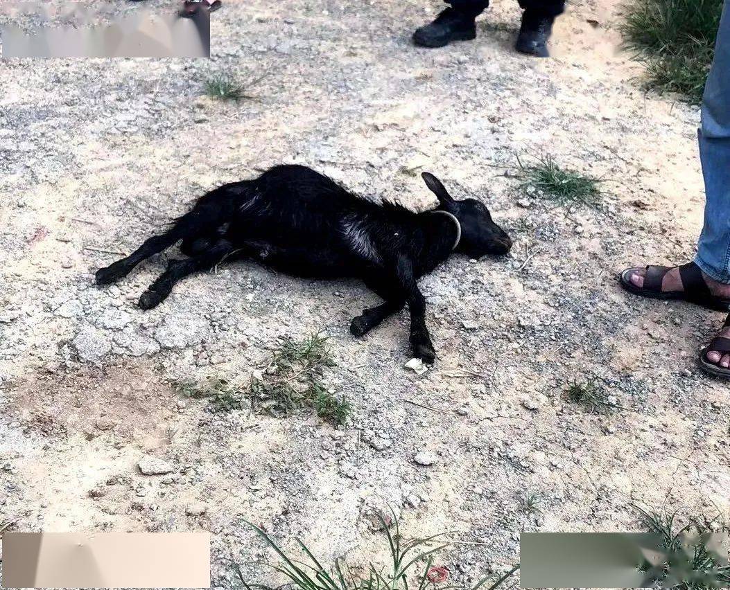 惊现闹市！当3米长缅甸蟒闯入街头，普通市民如何化险为夷并合法应对？