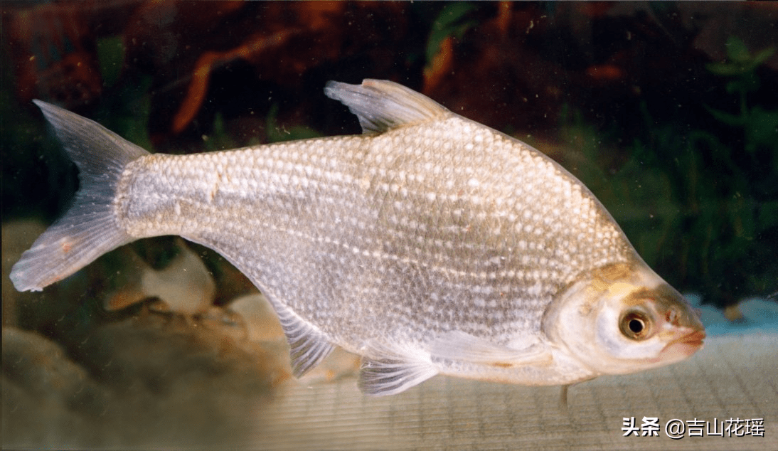 黄金鱼究竟如何高效获取？揭秘2026版本最稀缺鱼种的全新养成门道