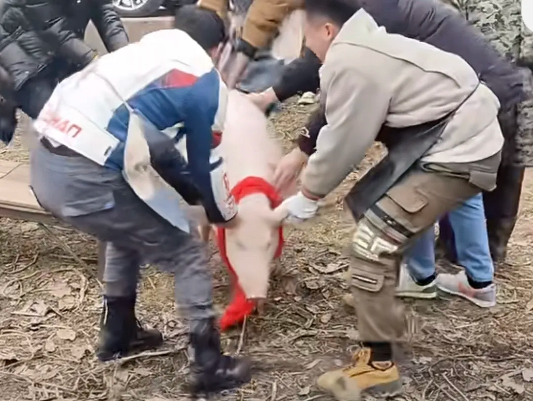 杀猪戒究竟是何方神圣？2026年实战流派的终极抉择与深度拆解